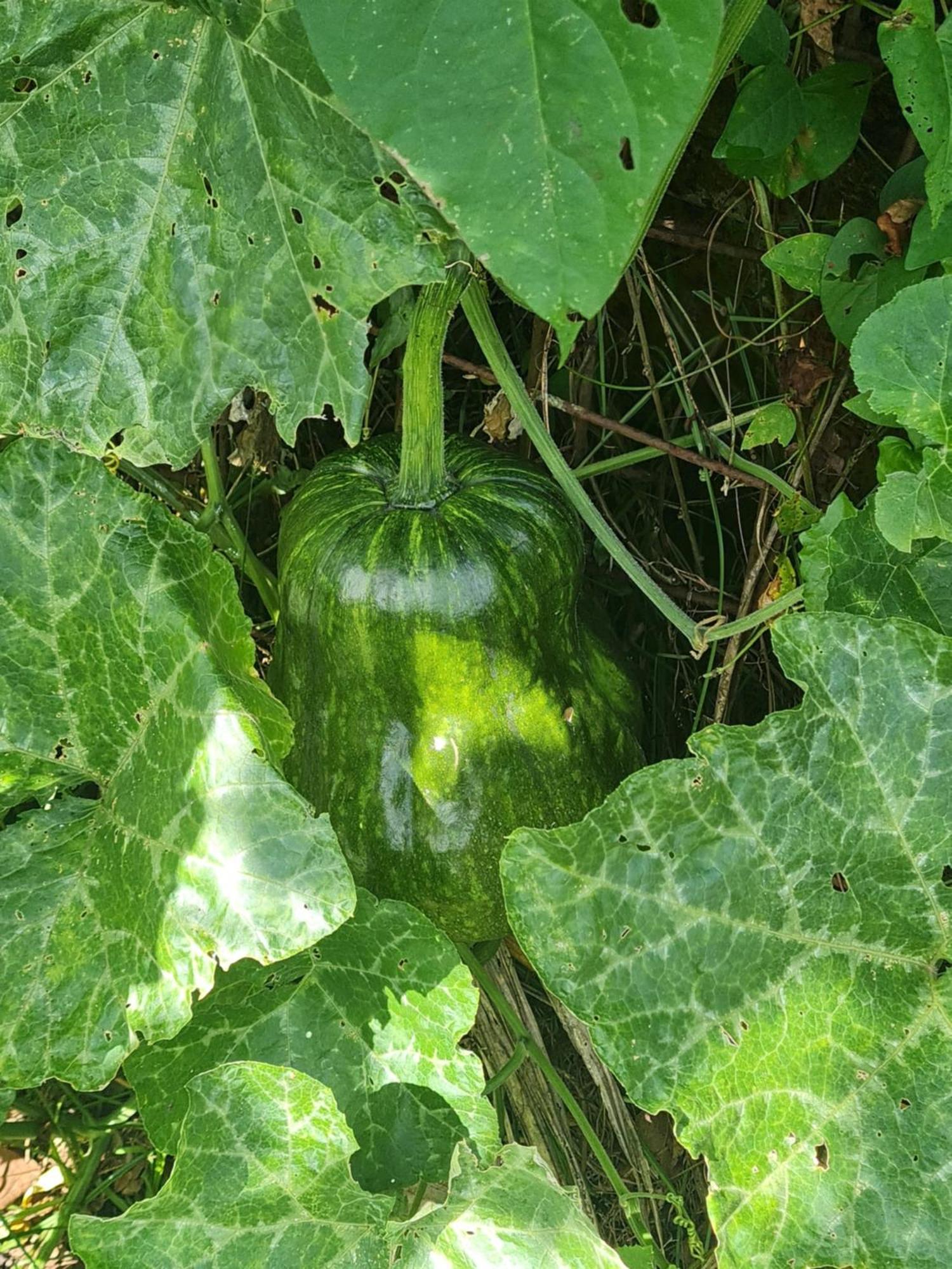 La Kaz Nature Bien-Etre Petit-Bourg Zewnętrze zdjęcie